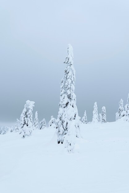 Spruce trees covered by snow in Riisitunturi National Park, Finland