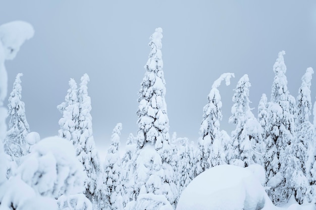 Заснеженные ели в национальном парке Рииситунтури, Финляндия
