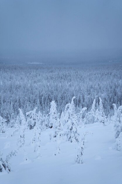 핀란드 Riisitunturi 국립 공원에서 눈으로 덮여 가문비 나무
