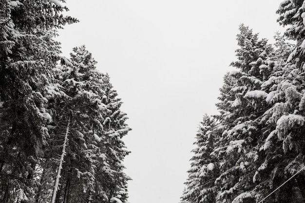 Spruce trees in snow