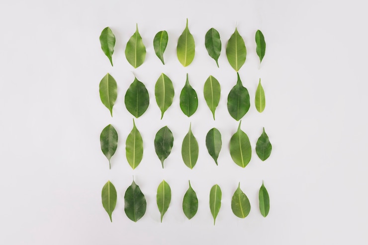 無料Photo 植物の葉から広場