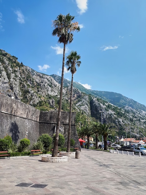 Free photo square with palms in kotor, montenegro