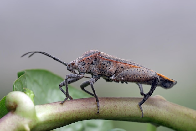 Squash bug closeup on branch Squash bug isolated on closeup with isolated background