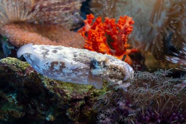 イカのクローズアップ珊瑚珊瑚の後ろのイカのカモフラージュ