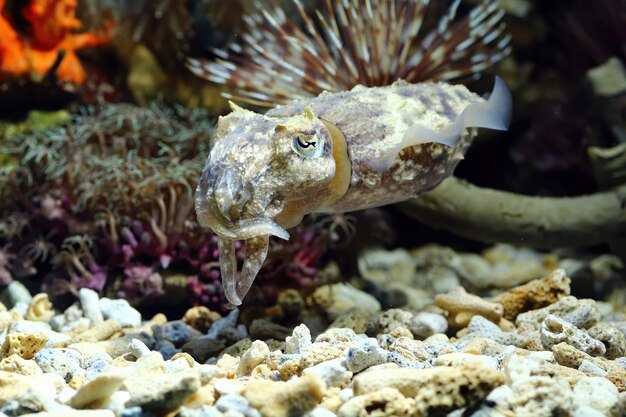 サンゴの後ろに隠れているイカサンゴの後ろにカモフラージュ