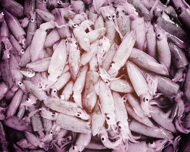 Squid Seafood Fresh Raw Food