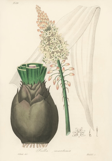 Squill (Scilla maritima) illustration from Medical Botany (1836)