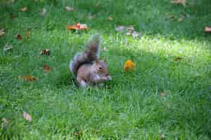무료 사진 음식을 먹고 먹는 다람쥐