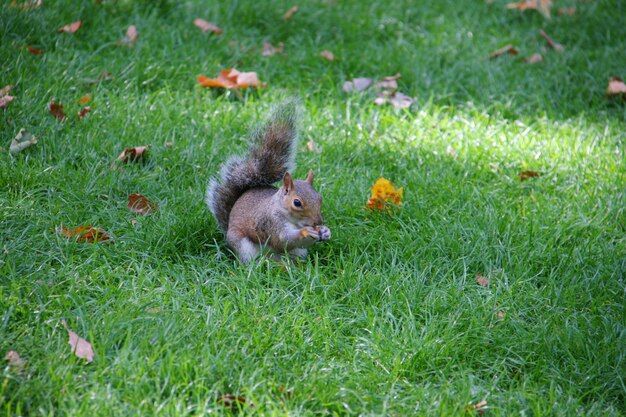 Squirrel holding food and eating