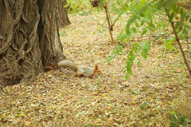 공원에서 견과류를 찾는 다람쥐