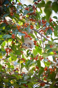 과일 음식을 먹는 나무에 다람쥐.