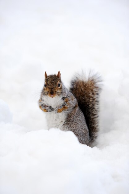 Squirrel with snow in winter