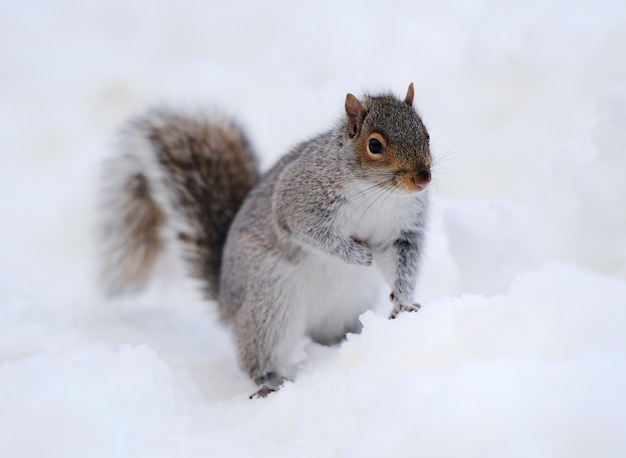 Squirrel with snow in winter