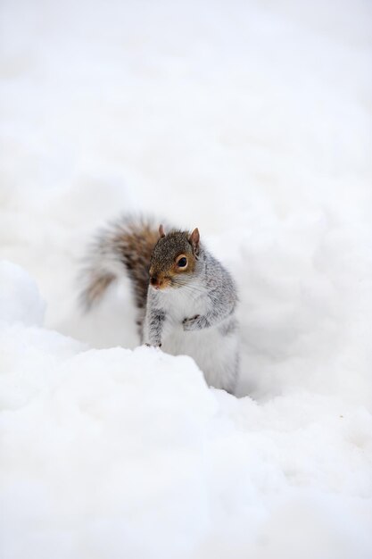 Squirrel with snow in winter