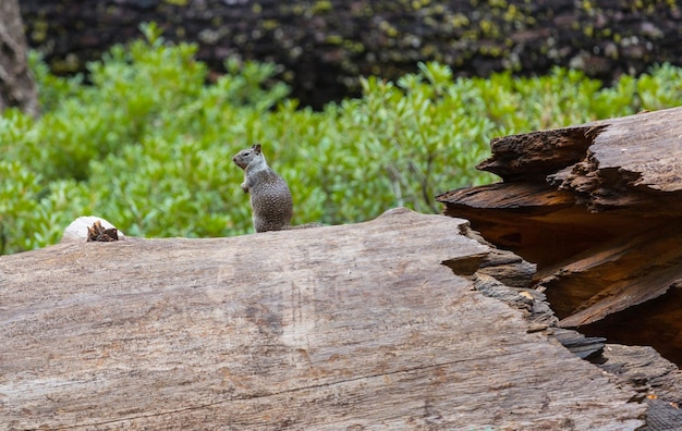 Free photo squirrel