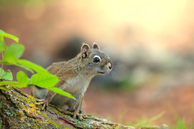 Free photo squirrel