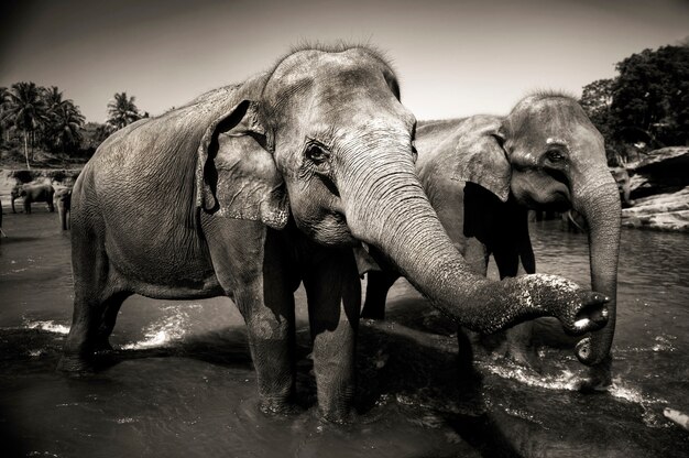 Free Photo sri lankan elephants.