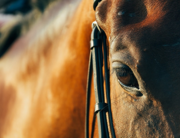 stable horses nature brown equine