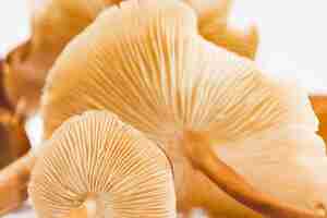 Foto gratuita pila di funghi