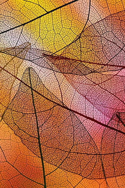 Сложенные прозрачные листья с оранжевой подсветкой