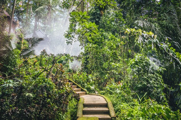 Stairs leading to a resort in the middle of a forest