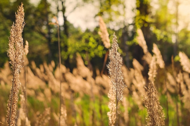 黄金の夕焼けの光の乾いた草の葦で風に吹かれる茎葦の選択的なソフトフォーカスは森の世話をします