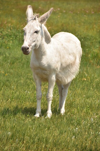 Standing white burro in a large green grass field