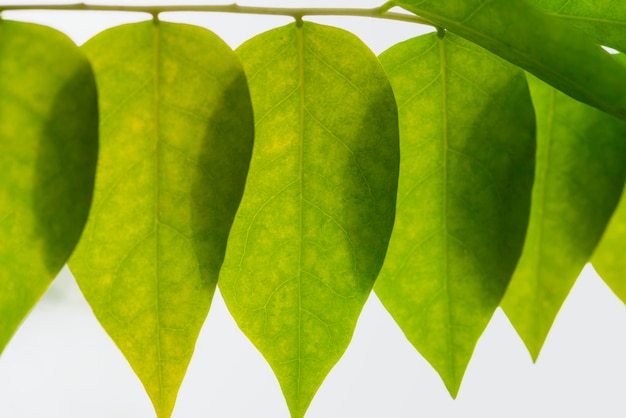 Star gooseberry leaves texture macro photography