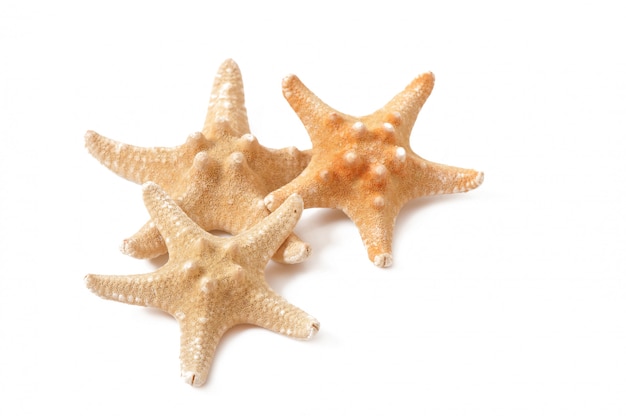 Starfish isolated 