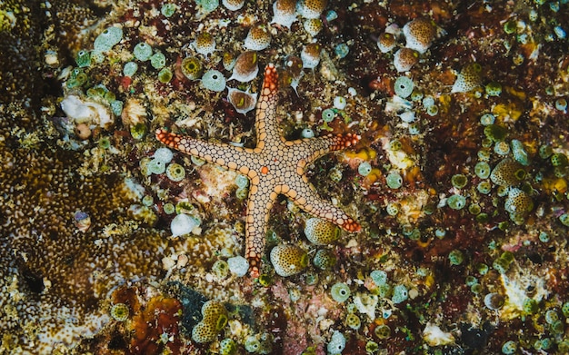 Морская звезда в дне океана