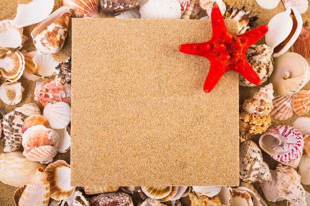 Starfish on pin board and seashells