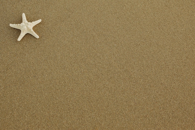 Starfish on the sand with copy space