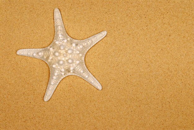 Морская звезда на песке