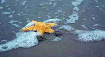 Foto gratuita stelle marine su una spiaggia di sabbia