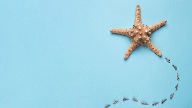 Starfish and sea shells on blue background