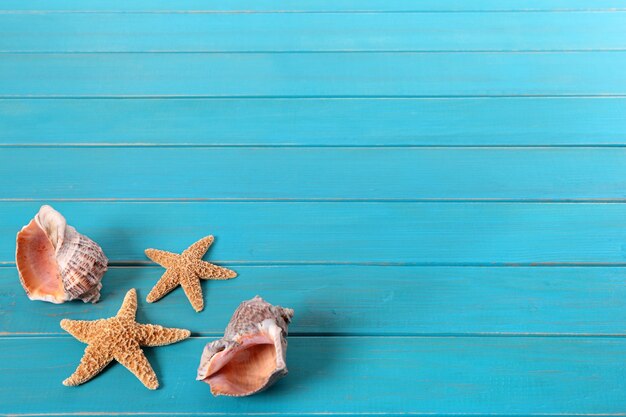 Starfish and seashells 