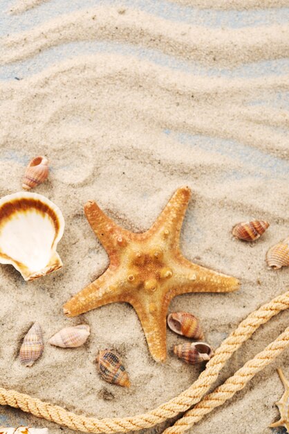 Коллекция морских звезд и ракушек в песке