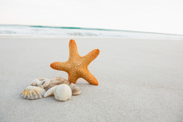 Starfish and shells on sand