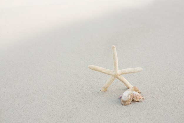 Starfish and shells on sand