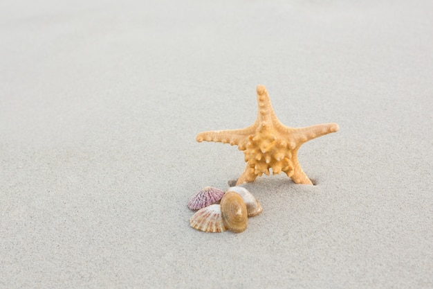 Foto gratuita stelle marine e conchiglie sulla sabbia