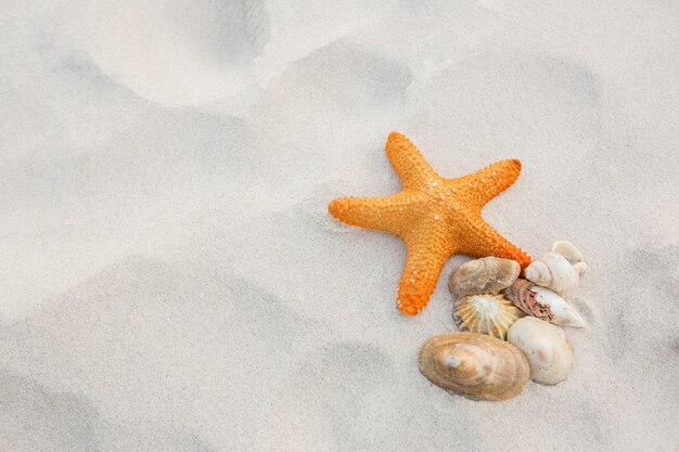 Starfish and shells on sand