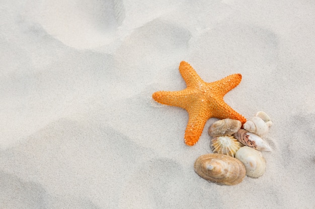 砂の上にヒトデと貝殻