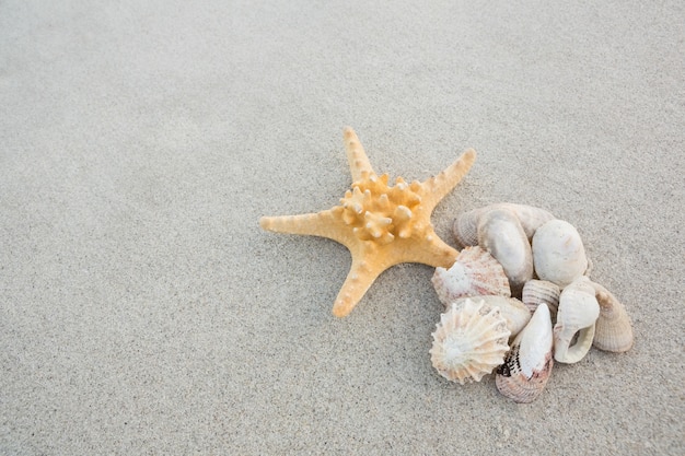 Starfish and shells on sand