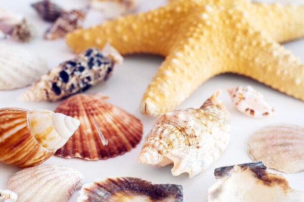 Starfish and shells