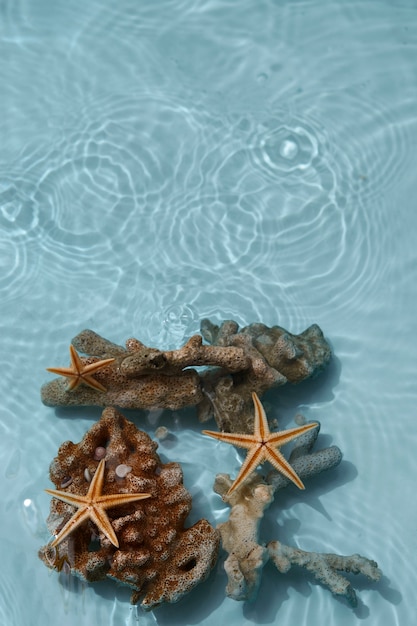 Free photo starfish underwater still life