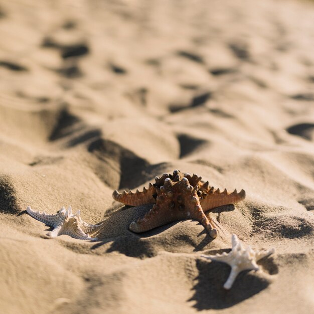 starfishes at the beach