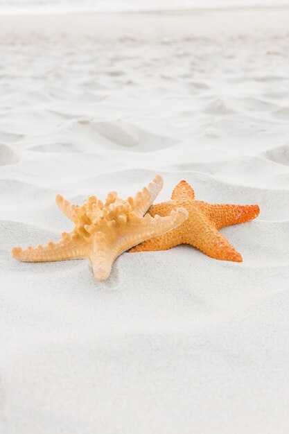 Морские звезды на песке