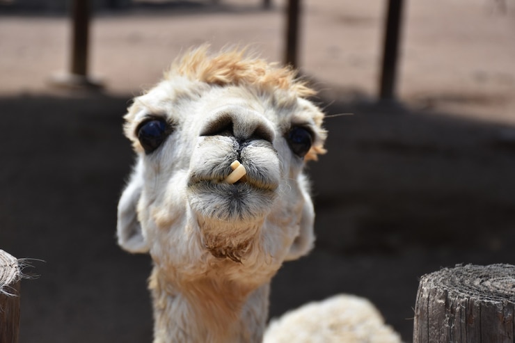 Free Photo staring directly into the face of a white alpaca.