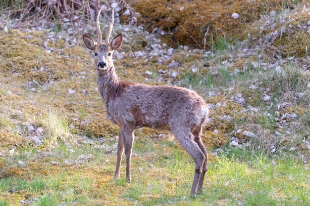 Stately roe deer with horns in nature landscape