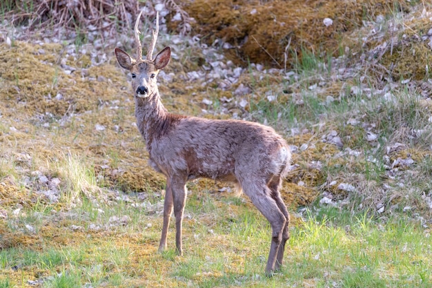 Stately roe deer with horns in nature landscape